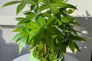 發財樹愛「喝」這種水，每月澆一次，新葉蹭蹭冒