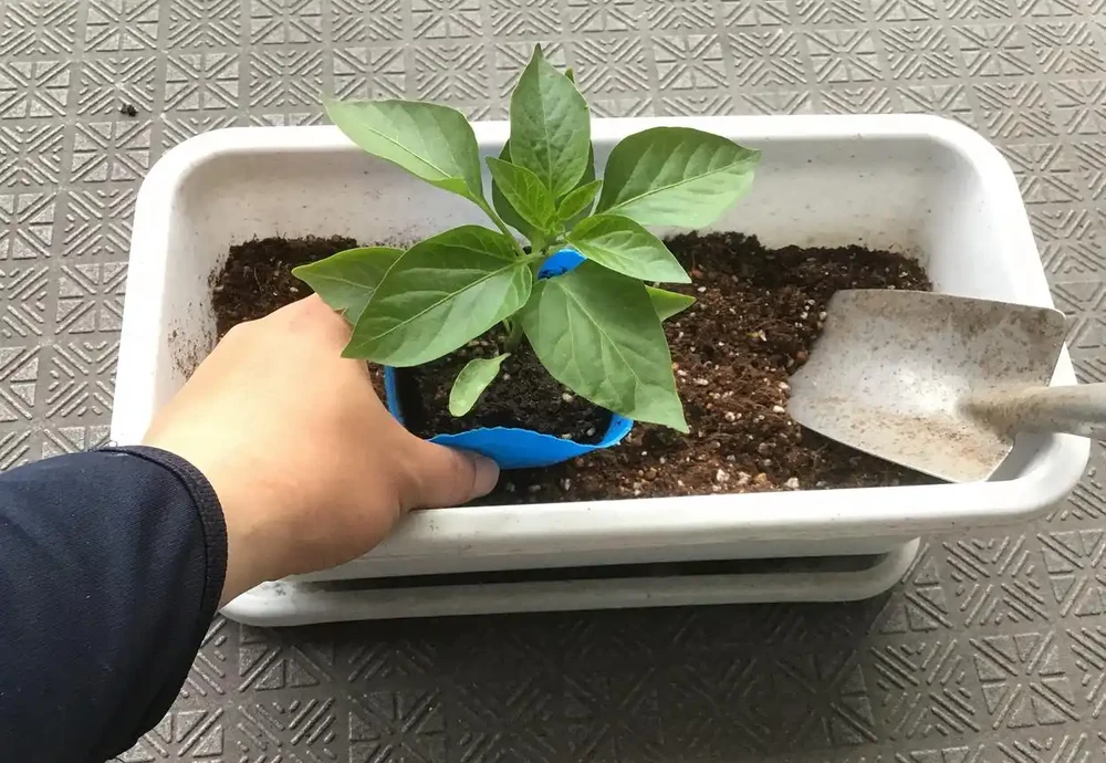 插枝方法和技術要點