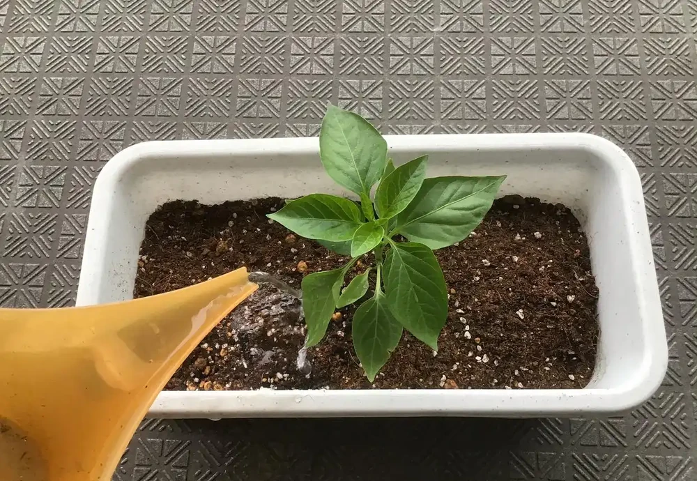 插枝方法和技術要點
