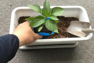 插枝方法和技術要點