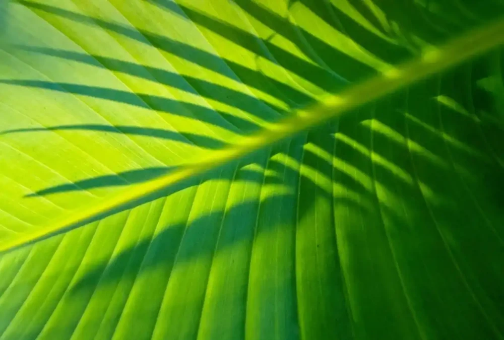 植物葉子發軟下垂的原因及解決方法