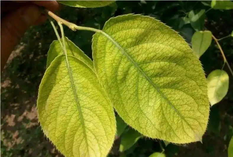 葉子發黃焦邊乾枯是怎麼回事?