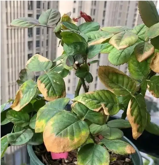 葉子發黃焦邊乾枯是怎麼回事?