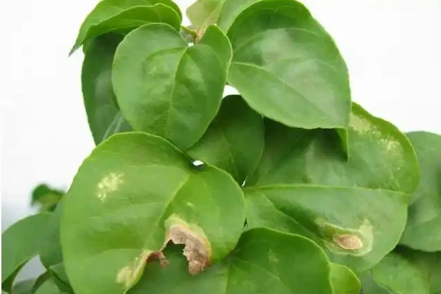 葉子發黃焦邊乾枯是怎麼回事?