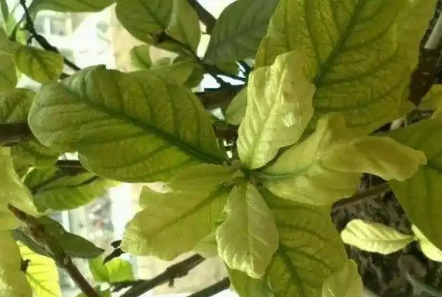 葉子發黃焦邊乾枯是怎麼回事?