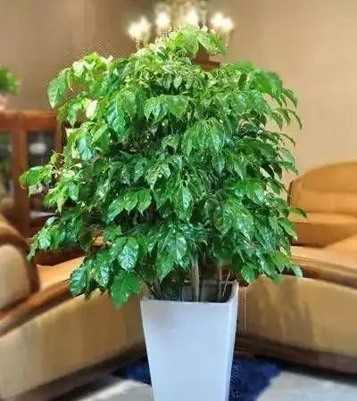幸福樹的養殖方法與關鍵注意事項