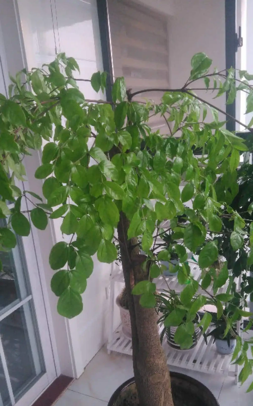 幸福樹的養殖方法與關鍵注意事項