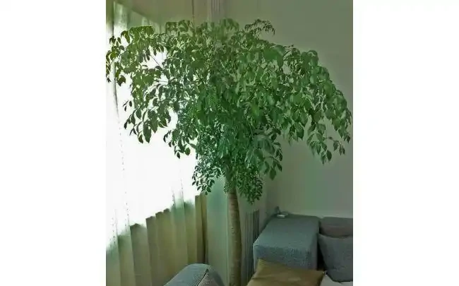 幸福樹的養殖方法與關鍵注意事項