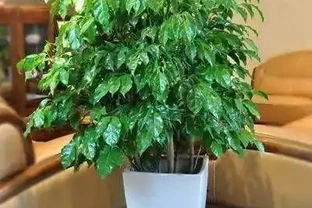 幸福樹的養殖方法與關鍵注意事項