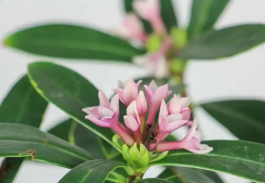 金邊瑞香花的養殖方法和注意事項