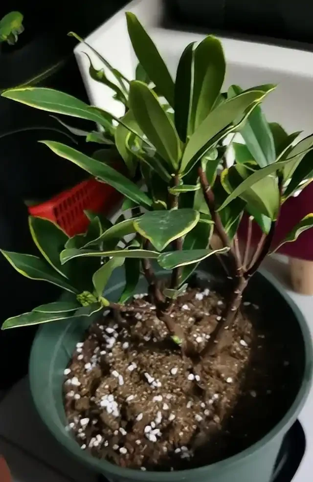 金邊瑞香花的養殖方法和注意事項