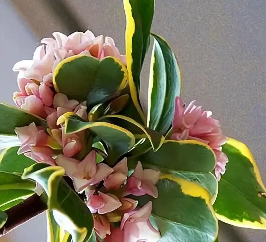金邊瑞香花的養殖方法和注意事項