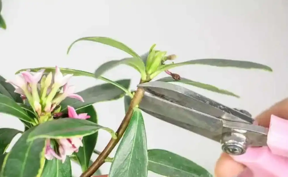 金邊瑞香花的養殖方法和注意事項