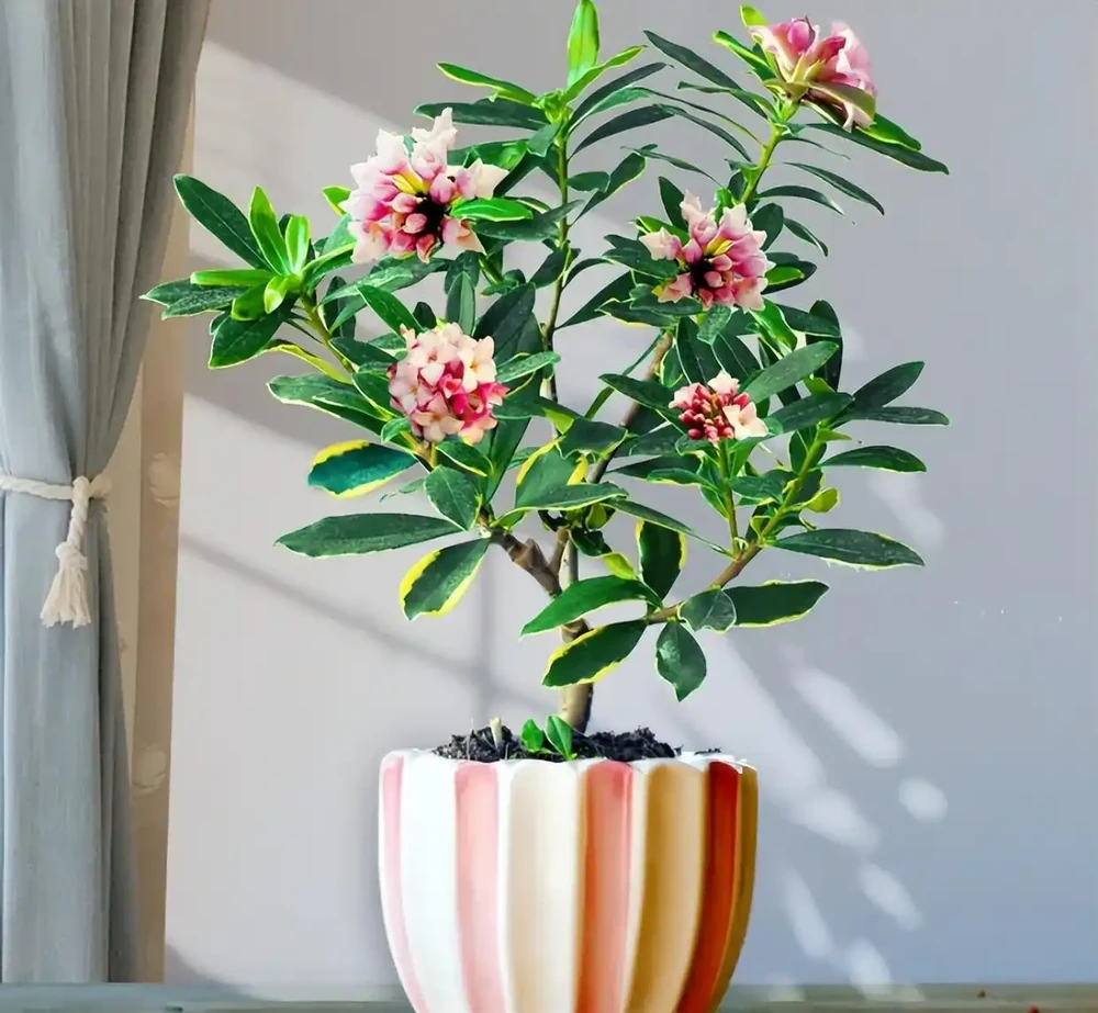 金邊瑞香花的養殖方法和注意事項