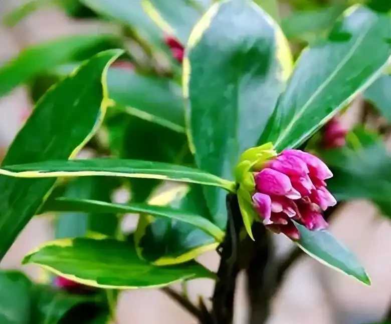 金邊瑞香花的養殖方法和注意事項