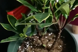 金邊瑞香花的養殖方法和注意事項
