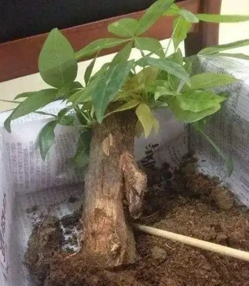 發財樹乾枯萎縮怎樣挽救