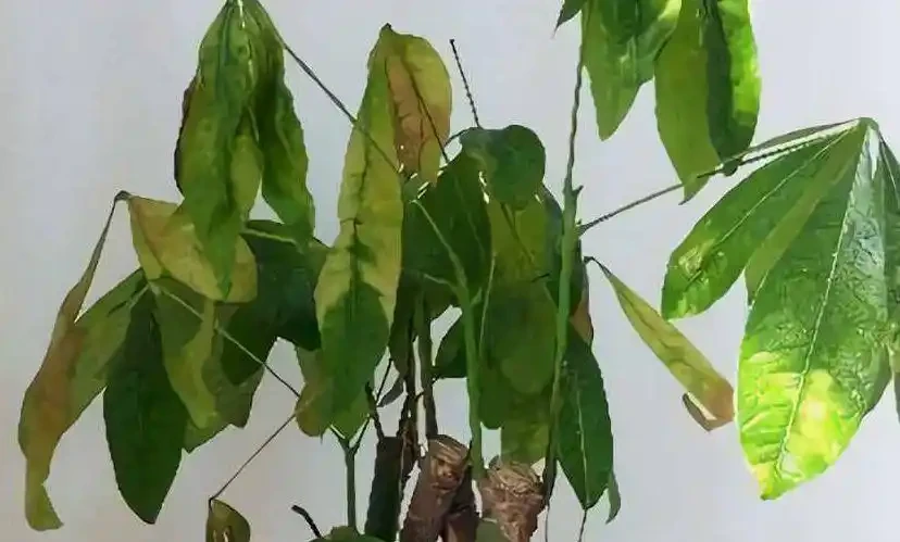 發財樹乾枯萎縮怎樣挽救