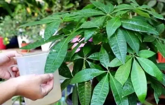 發財樹乾枯萎縮怎樣挽救