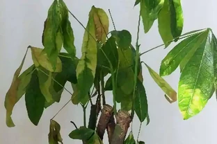 發財樹乾枯萎縮怎樣挽救