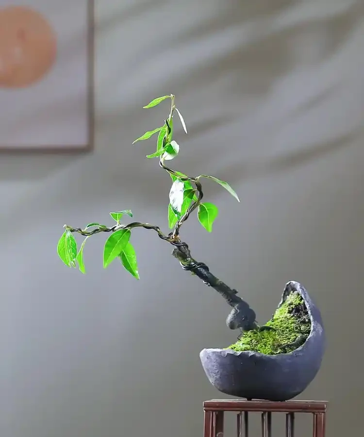 告別枯萎!老樁金彈子催生新芽全攻略
