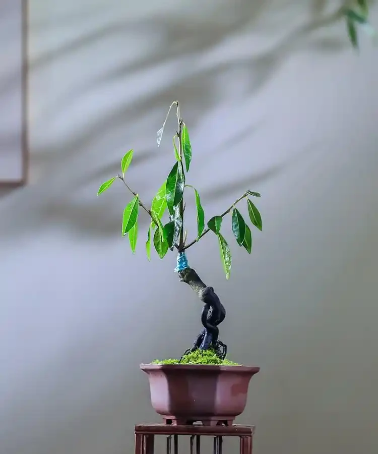告別枯萎!老樁金彈子催生新芽全攻略