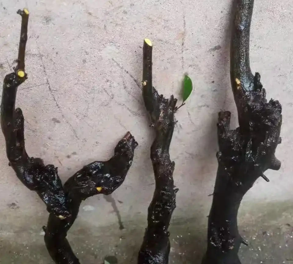 告別枯萎!老樁金彈子催生新芽全攻略