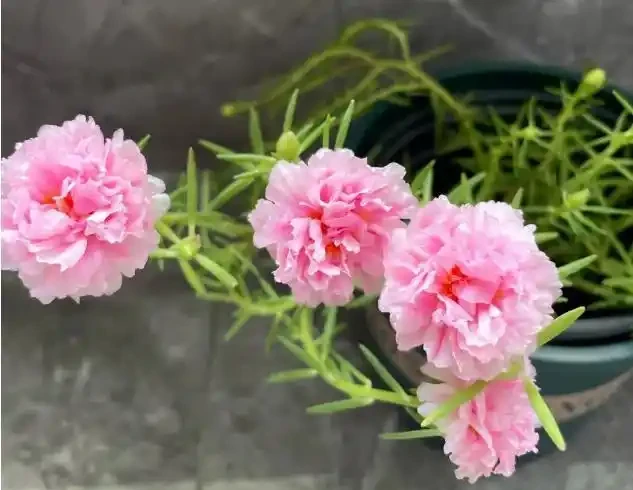 重瓣松葉牡丹