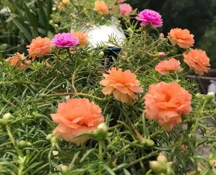 重瓣松葉牡丹