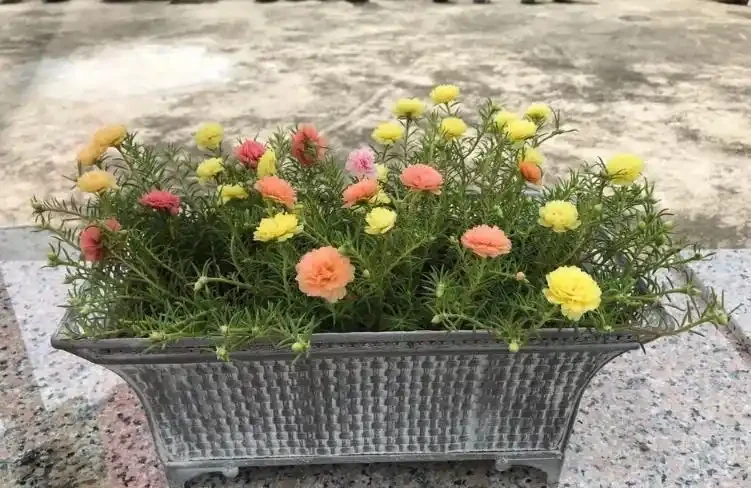 重瓣松葉牡丹