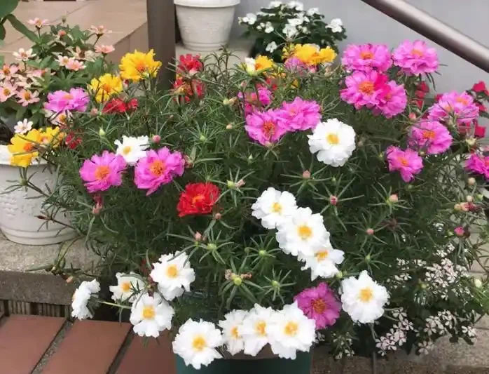 重瓣松葉牡丹