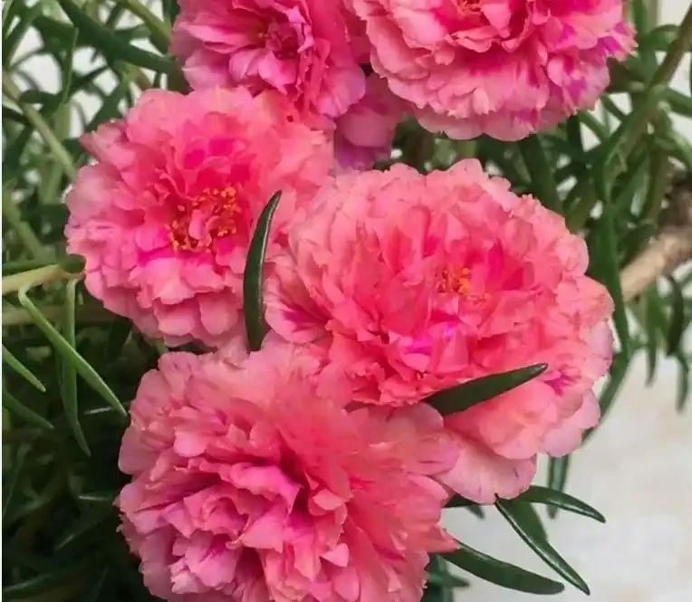 重瓣松葉牡丹