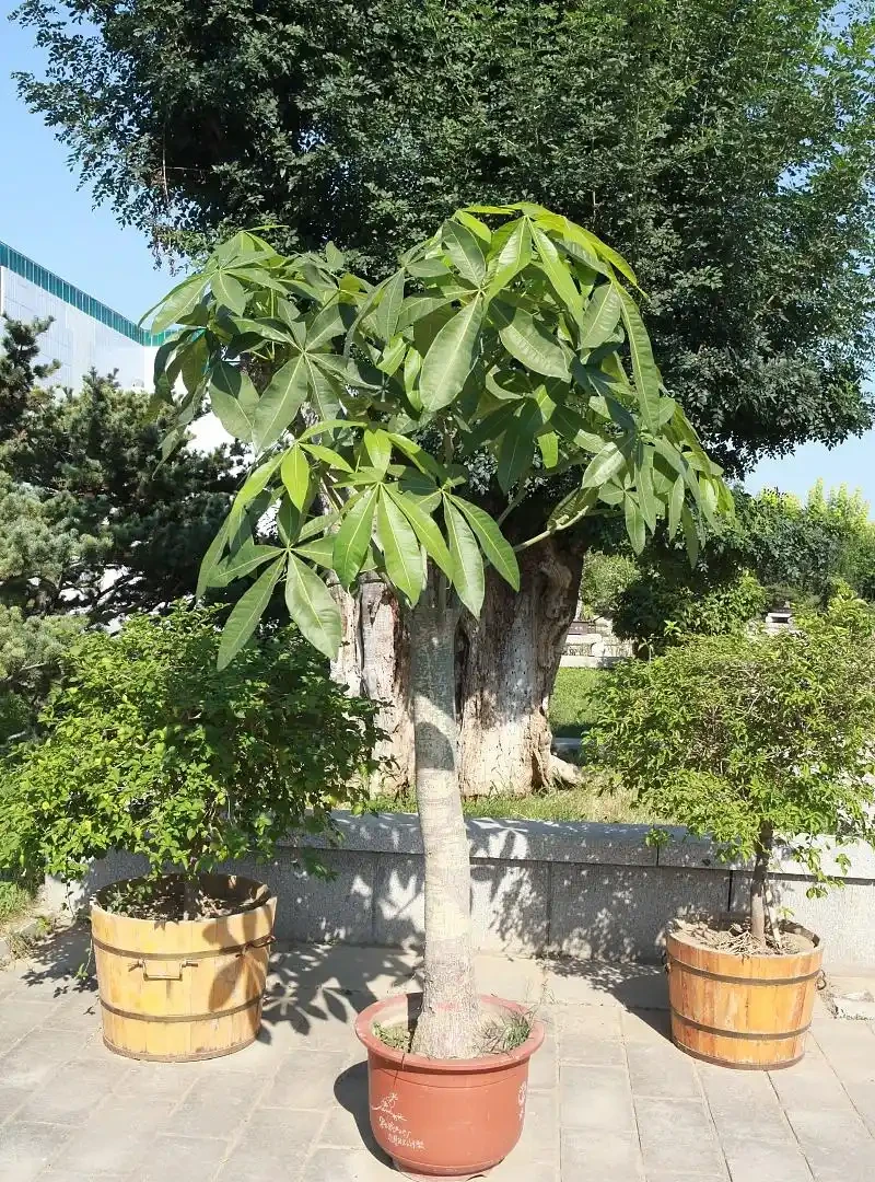 發財樹怎麼修剪枝幹