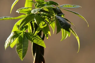 發財樹怎麼修剪枝幹