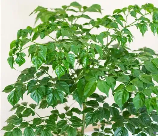 補救幸福樹掉葉子一碰就掉的老問題