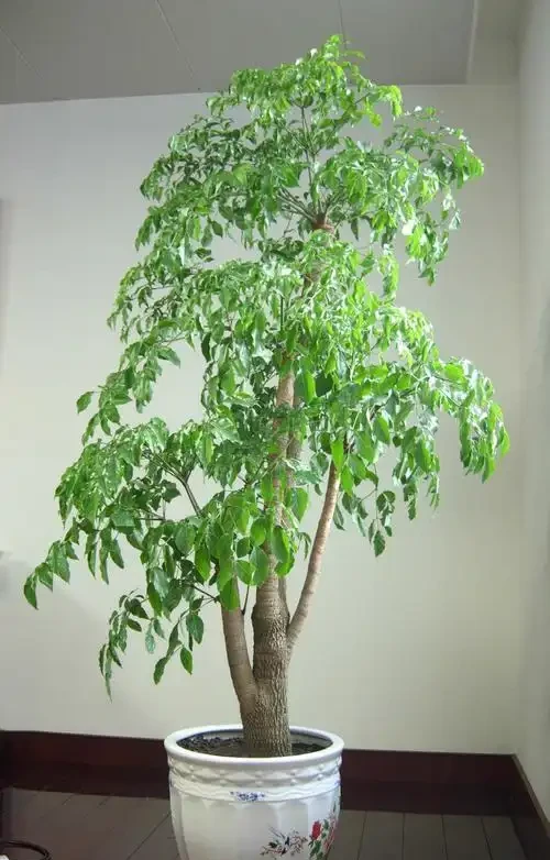 補救幸福樹掉葉子一碰就掉的老問題