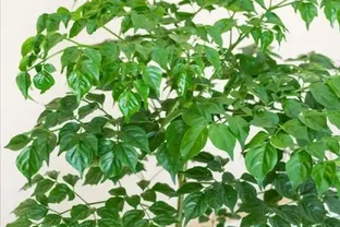 補救幸福樹掉葉子一碰就掉的老問題