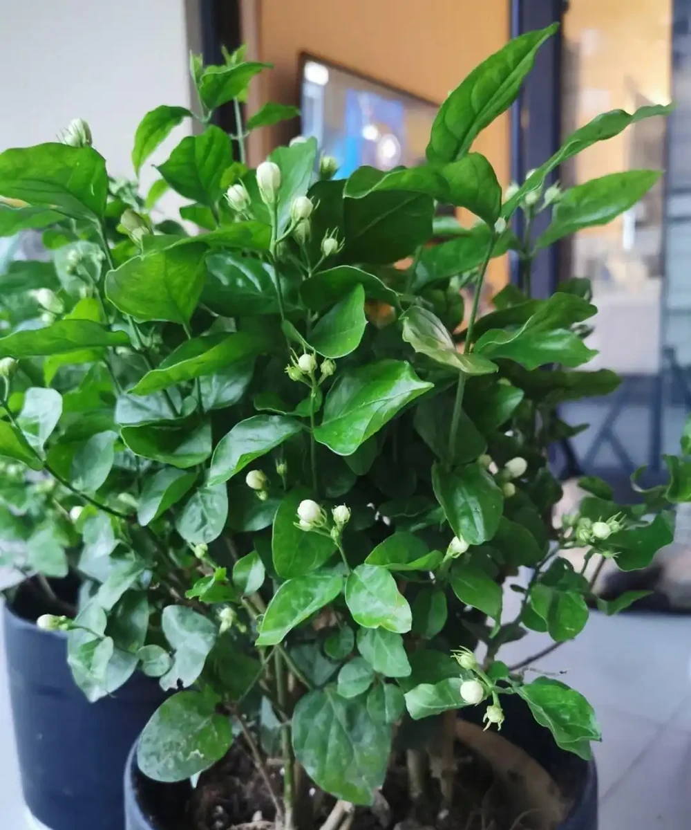 臥室養「3種花」,促進睡眠睡得香,花美枝葉繁茂,養一盆就夠了