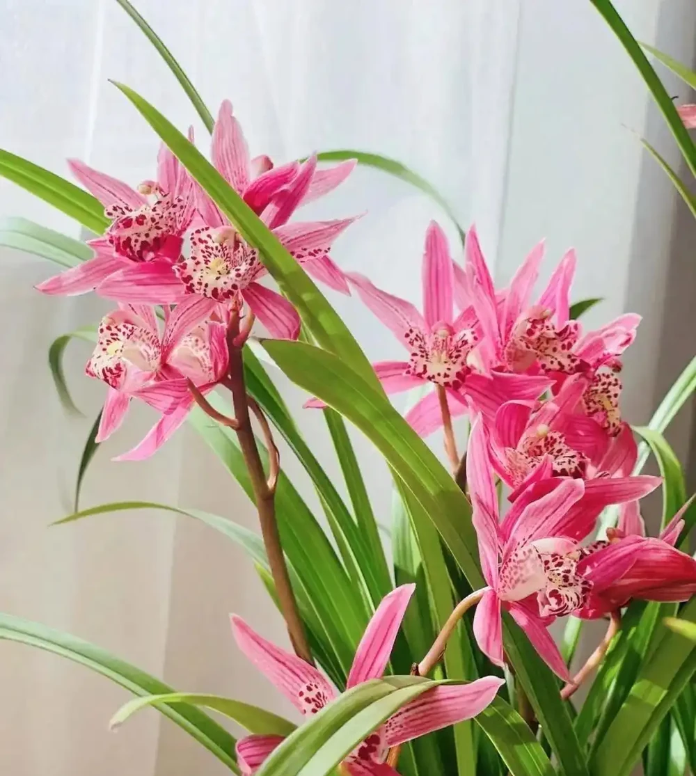 臥室養「3種花」,促進睡眠睡得香,花美枝葉繁茂,養一盆就夠了