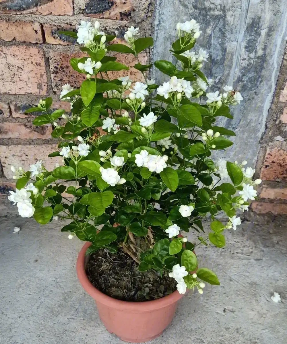 臥室養「3種花」,促進睡眠睡得香,花美枝葉繁茂,養一盆就夠了