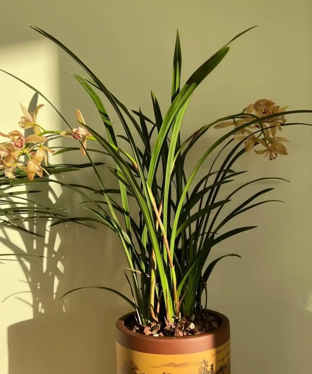 臥室養「3種花」,促進睡眠睡得香,花美枝葉繁茂,養一盆就夠了