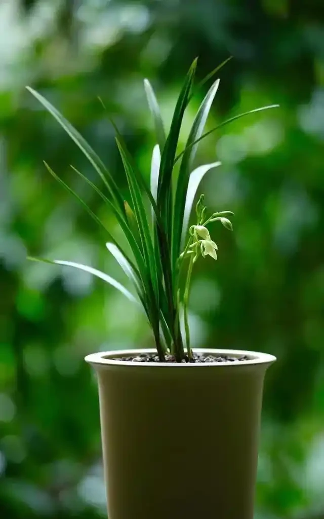 臥室養「3種花」,促進睡眠睡得香,花美枝葉繁茂,養一盆就夠了