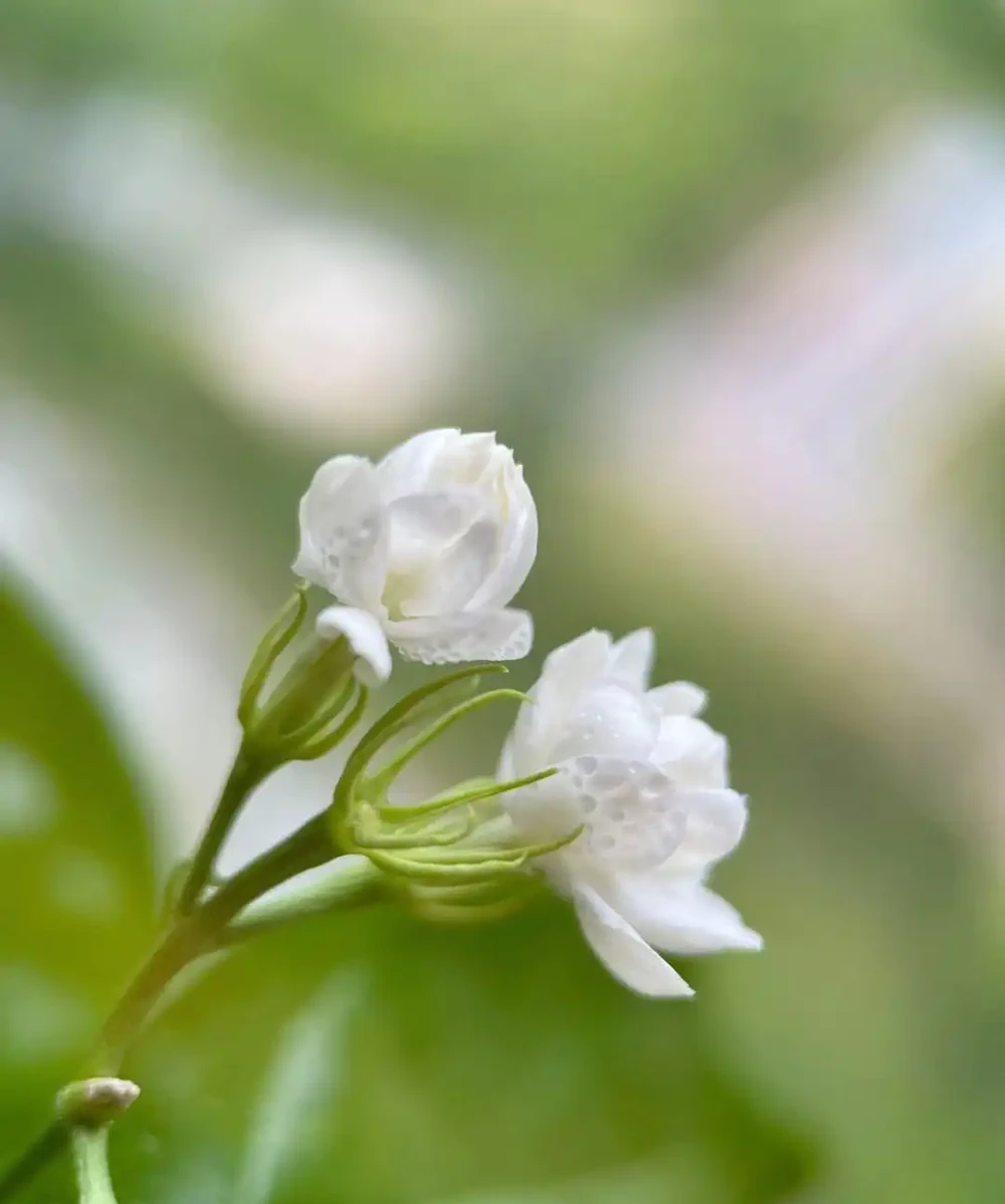 臥室養「3種花」,促進睡眠睡得香,花美枝葉繁茂,養一盆就夠了