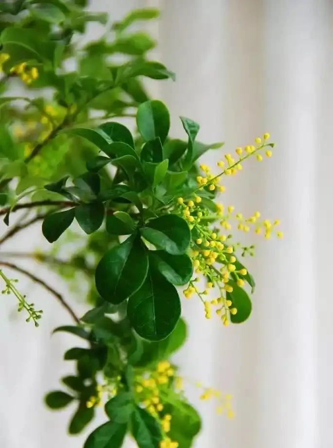 臥室養「3種花」,促進睡眠睡得香,花美枝葉繁茂,養一盆就夠了