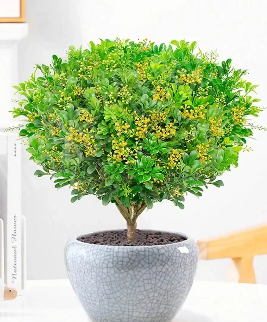 臥室養「3種花」,促進睡眠睡得香,花美枝葉繁茂,養一盆就夠了