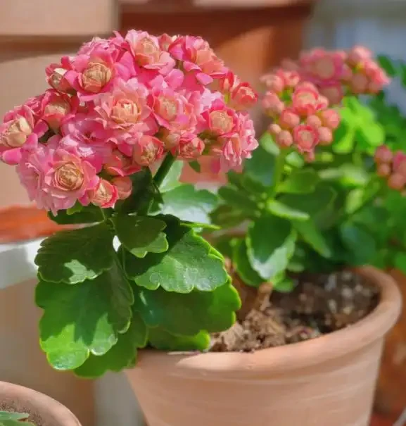 人養花，花養人！9種漂亮花，養在臥室也很好