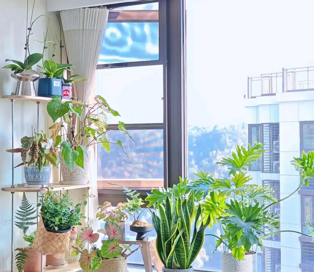 人養花，花養人！9種漂亮花，養在臥室也很好