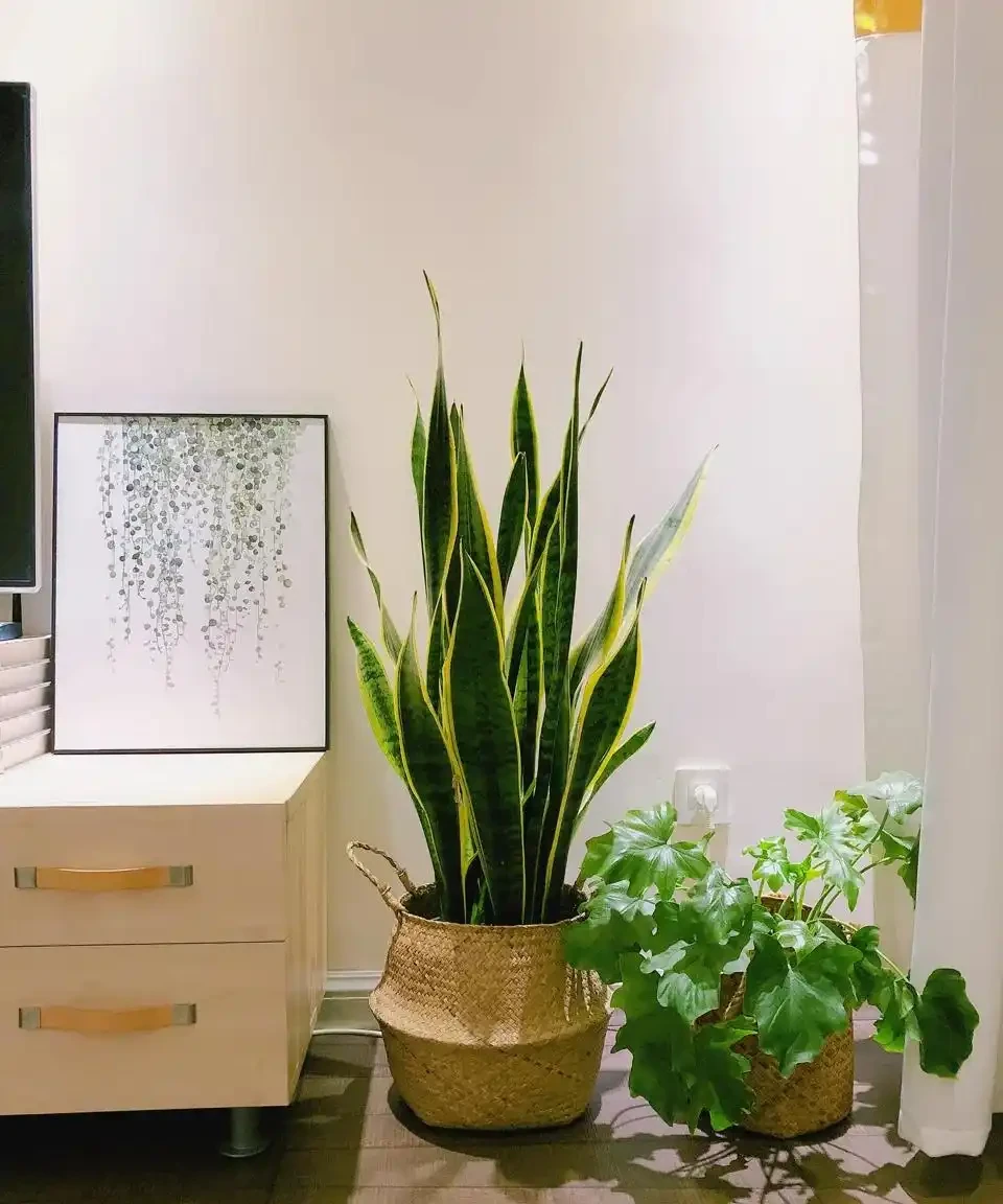 人養花，花養人！9種漂亮花，養在臥室也很好