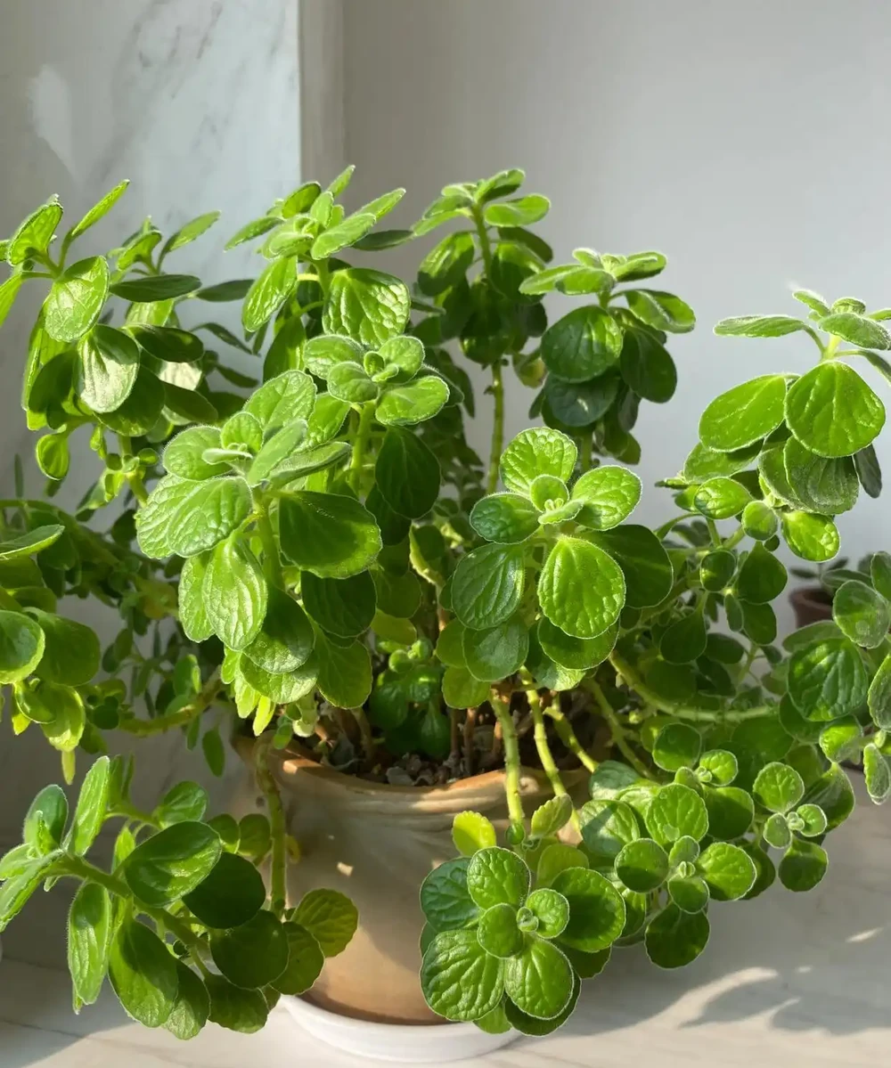 人養花，花養人！9種漂亮花，養在臥室也很好