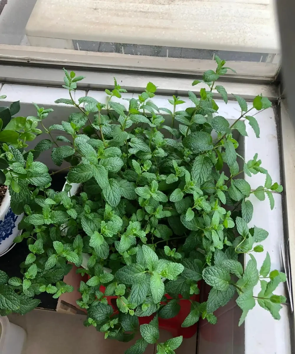 人養花，花養人！9種漂亮花，養在臥室也很好